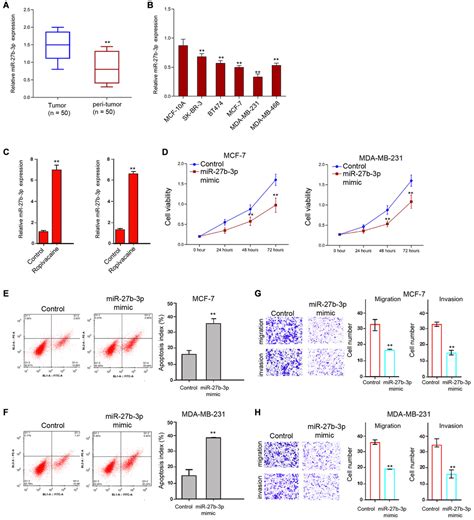 The Local Anesthetic Ropivacaine Suppresses Progression Of Breast