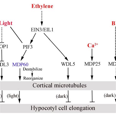 Working Model Of Upstream Signaling Mediated Hypocotyl Cell Elongation