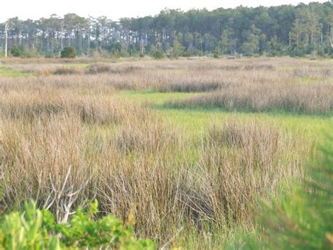 Cedar Island National Wildlife Refuge A North Carolina National Wildlife Refuge Located Near