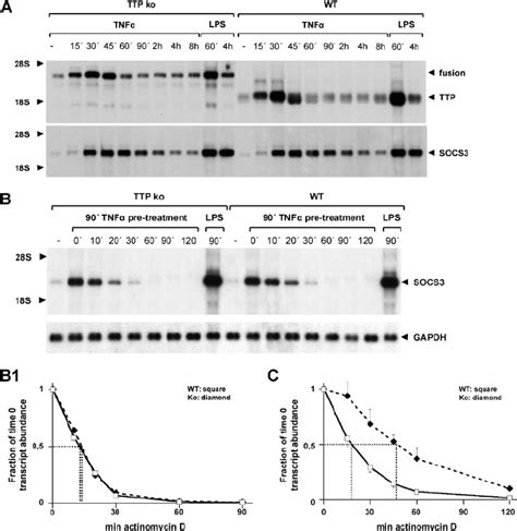 TNF Induced SOCS3 MRNA Expression In TTP Deficient Bone