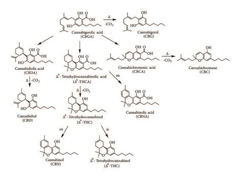 Chemical Structures Of Main Cannabinoids Present In Cannabis Sativa L