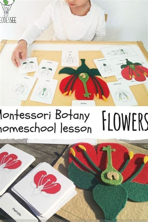 Pin On Botany Botany Lessons Botany Montessori