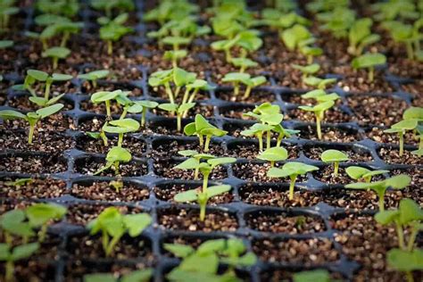 How To Care For Seedlings Growing Healthy Seedlings Minneopa Orchards