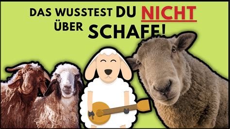 Das wusstest du nicht über Schafe Fakten Unnützes Wissen zum Schaf