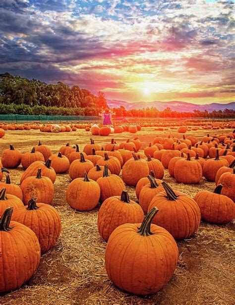 Solve Pumpkin Patch Jigsaw Puzzle Online With Pieces