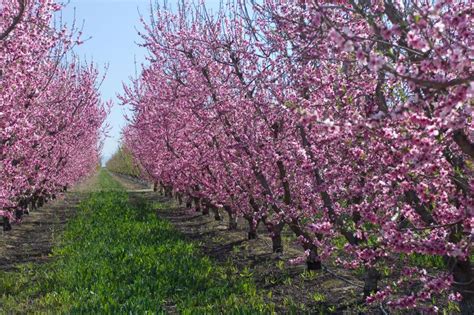 Plum Trees Lovetoknow