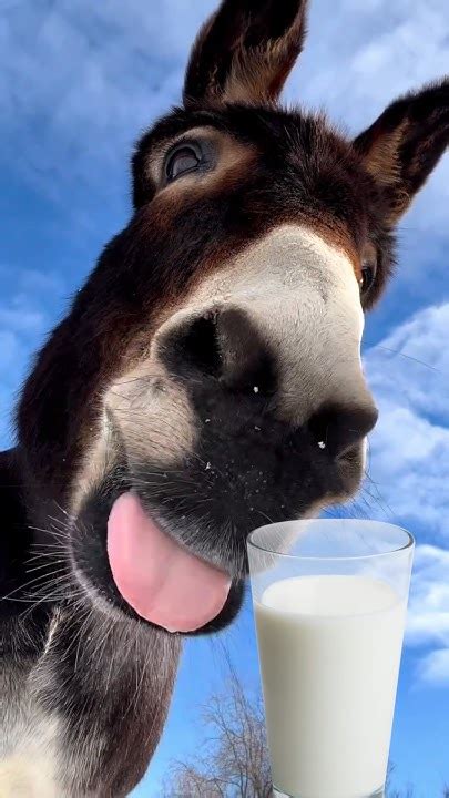 Most Expensive Milk In The World Donkey Milk 10000ltr Shorts Youtube