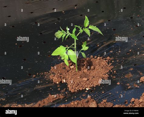 Planting A Tomatoes Seedling Stock Photo Alamy