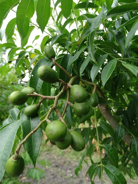 june plum tree size - Into Vast Chronicle Picture Archive