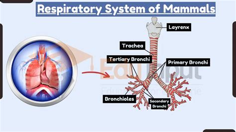 Mammal Respiratory System