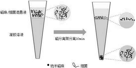 一种快速富集分离检测细菌的方法与流程