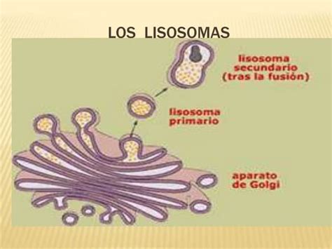 Lisosomas