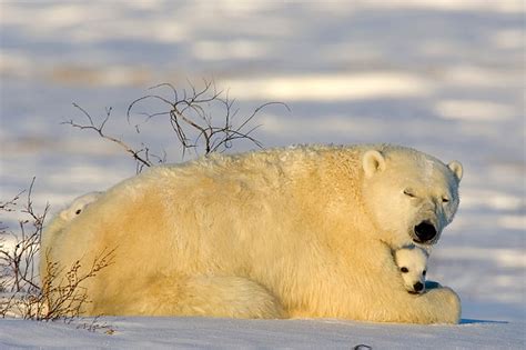 Oso Polar W Cachorro Genial Fondo De Pantalla HD SmartResize