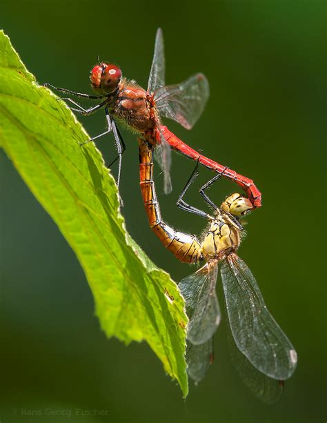 Dragonfly Sex Sympetrum Sanguineum Ruddy Darter Blutrote H Flickr