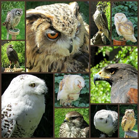 York Birds of Prey Centre, England | Prey, Birds of prey, Birds