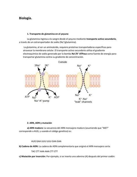 Ejercicios Resueltos Problemas Biolog A Silvana V Zquez Udocz