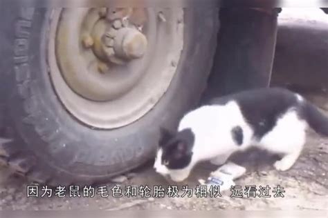 狡猾的老鼠躲在车轮上，以为猫咪没发现自己，没过多久就悲剧了