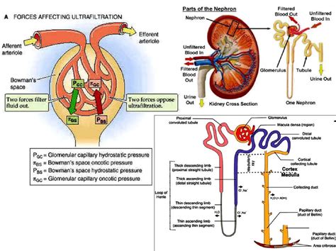 Kidney Nephron Secretion