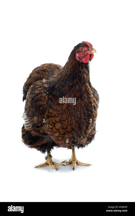 Big Wyandotte Chicken Golden Laced Isolated In White Background Front