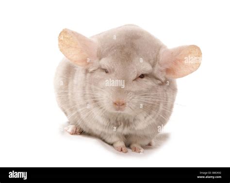 Albino Chinchilla Sitting Studio Stock Photo Alamy