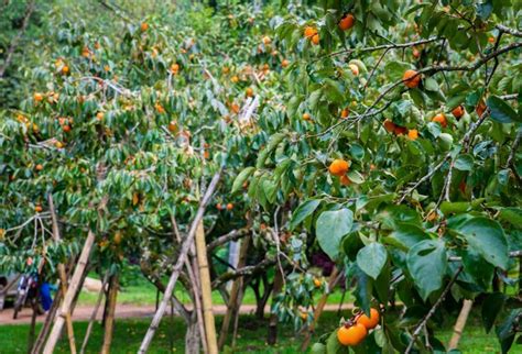 Premium Photo | Orange fruits on tree