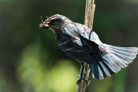 This female red wing black bird at Morris Arboretum was happy to show ...