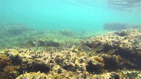 Snorkeling A Torre Guaceto Brindisi Puglia YouTube