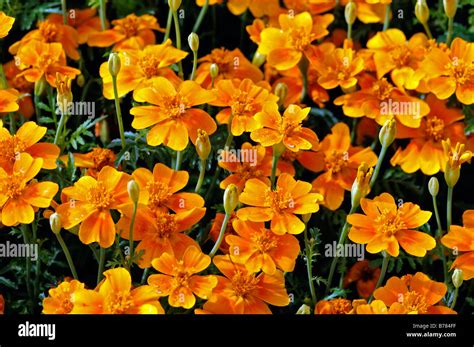 Tagetes Tenuifolia Tangerine Gem Signata Pumila Signet French Marigold