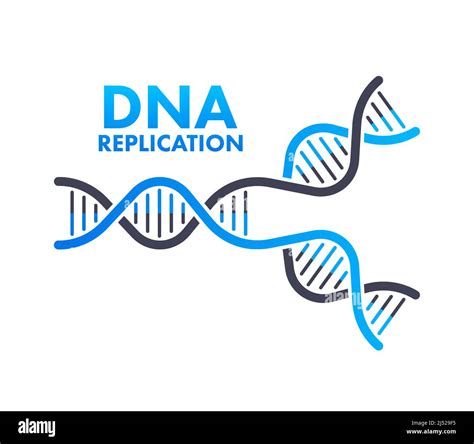 Dna Replication Dna Molecules Molecular Biology Vector Stock Illustration Stock Vector Image