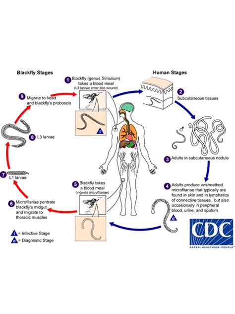 Ciclo De Vida Helmintoses Flashcards Memorang