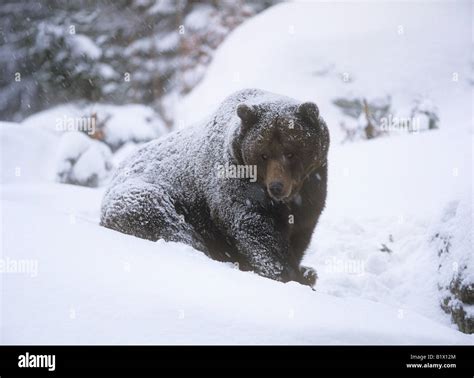 brown bear - sitting in snow / Ursus arctos Stock Photo - Alamy