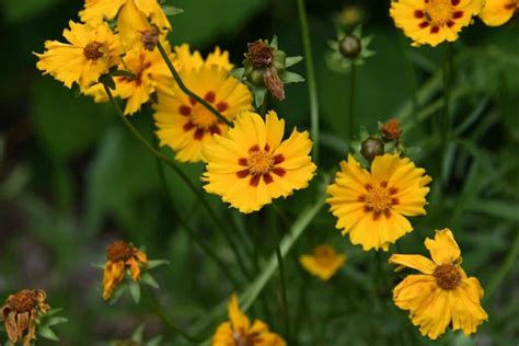 Coreopsis-Perennials to plant in fall ⋆ Roots and Maps