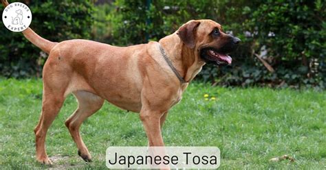 Tosa Inu The Japanese Fighting Mastiff Breed Guide Atelier Yuwa