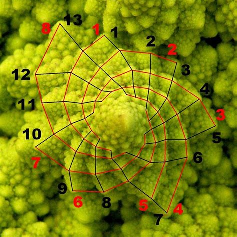 Examples of fibonacci sequence in nature - klimmat