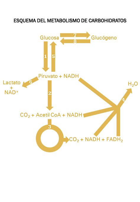 Esquema Del Metabolismo De Carbohidratos Esquema Del Metabolismo De