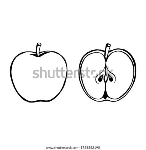 Vector Hand Drawn Apple Fruit Decorative Stock Vector Royalty Free