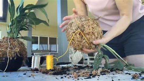 Kokedama Perfecto Para Arreglos En El Interior Del Hogar Venezuela