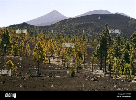 Las Canadas Del Teide Nationalpark Hi Res Stock Photography And Images