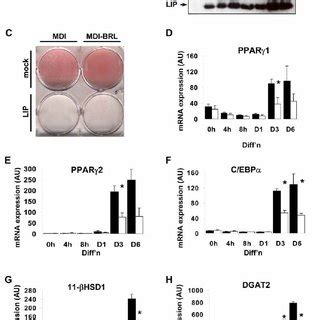 Sirna Knockdown Of C Ebp Activity Inhibits Dgat Induction During