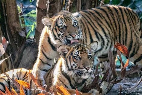 Fun Malayan Tiger Facts For Kids | Kidadl