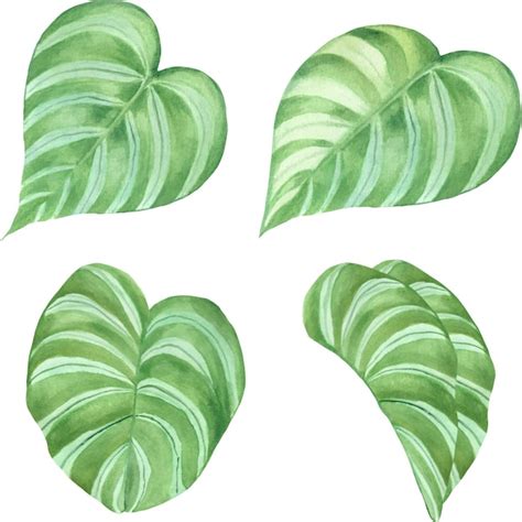 Calathea Conjunto De Folhas Tropicais Vetor Premium