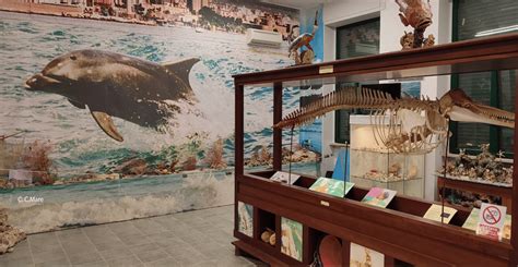 Museo Del Mare Manfredonia La Mostra Sui Reperti Supera I Confini