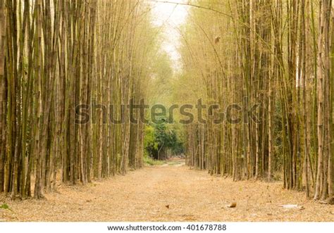 Scary Bamboo Forest Rough Brown Walk Stock Photo 401678788 Shutterstock