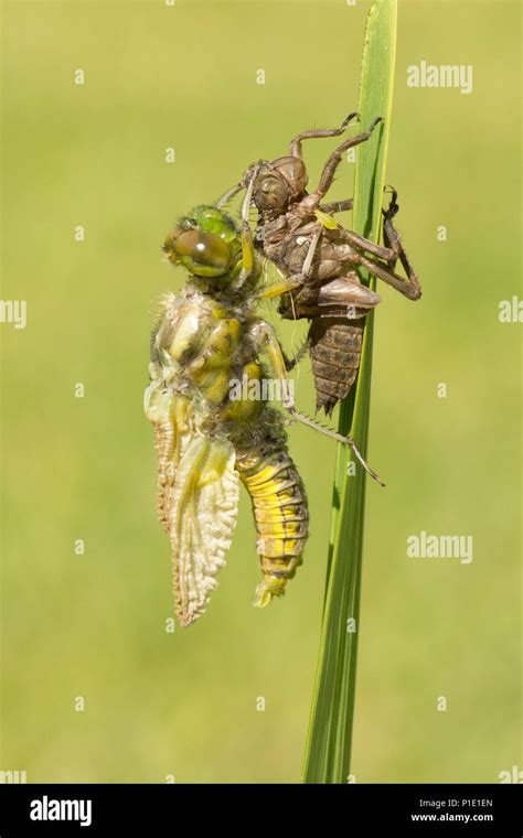 Adult Broad Bodied Chaser Dragonfly Metamorphosis Emerging From Larval