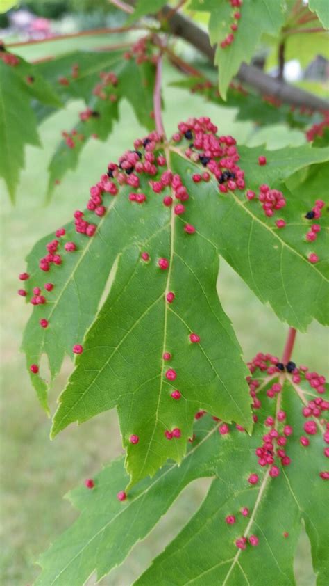 Red Spots On Maple Tree Leaves