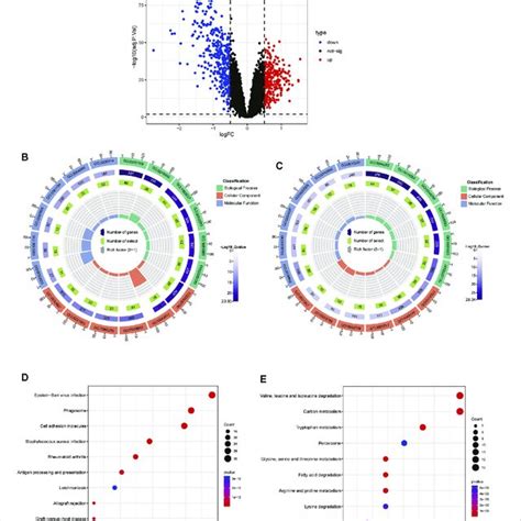 Identification Of The DEGs And Enrichment Analysis Between The Two