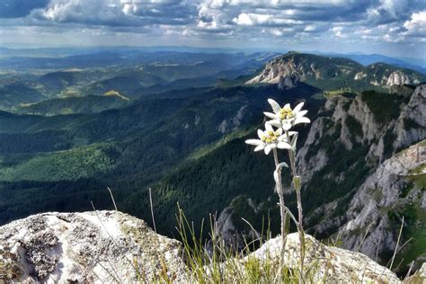 Fakta Bunga Edelweiss Dan Mitos Yang Dapat Menjadikannya Punah Kaskus