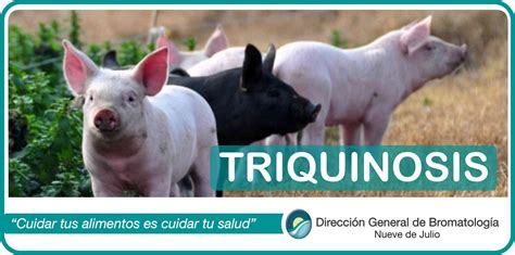 Triquinosis La Importancia De Su Prevenci N Cadena Nueve Diario