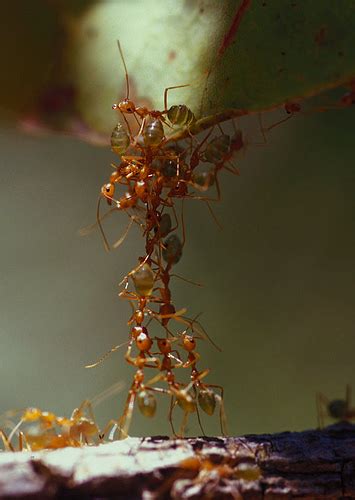 Engineering of Ants - Building Bridges