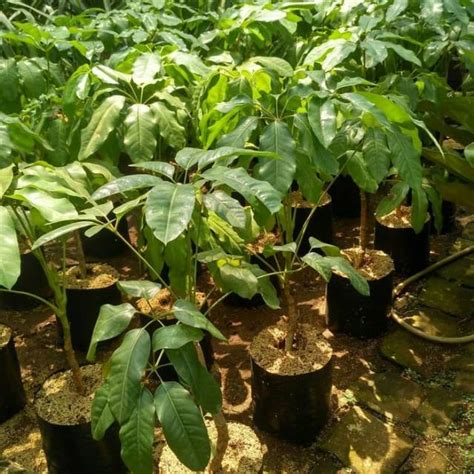 Jual Tanaman Hias Walisongo Tanaman Indoor Walisongo Daun Besar